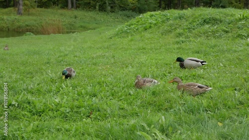 Ducks eating grass on a green field near a pond with trees in the background