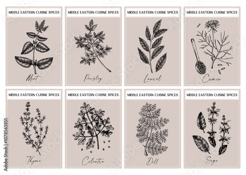 Middle Eastern spice labels set. Basil, mint, rosemary, parsley, sage, bay leaf, and fennel sketches. Herbs and spices hand-drawn vector illustration. Vintage print design. NOT AI generated