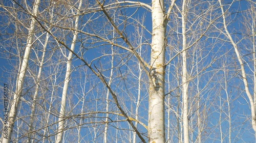Autumn birch trees with bare branches under clear blue sky and bright sunlight.