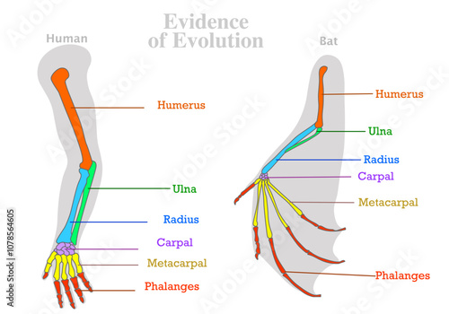 Human, bat forearm evolution evidence. Human, flying mammal animal bones. Colored forelimbs, tailbone, humerus ulna radius. Homologous features sample. Modification of skeleton. Illustration vector	