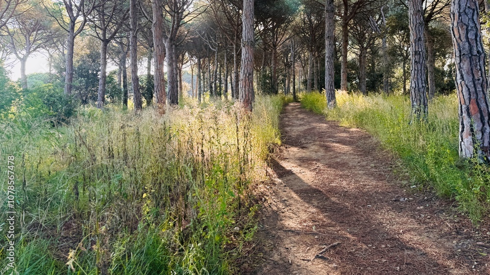 Obraz premium Mountain trail surrounded by pine trees sun rays in the morning.