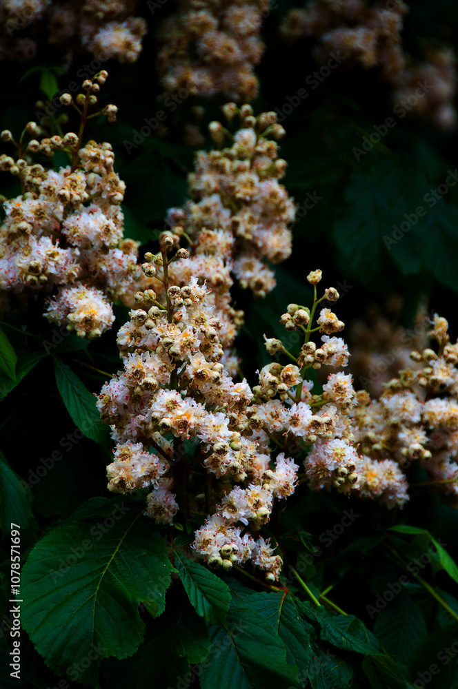 Fototapeta premium Blüten der Rosskastanie
