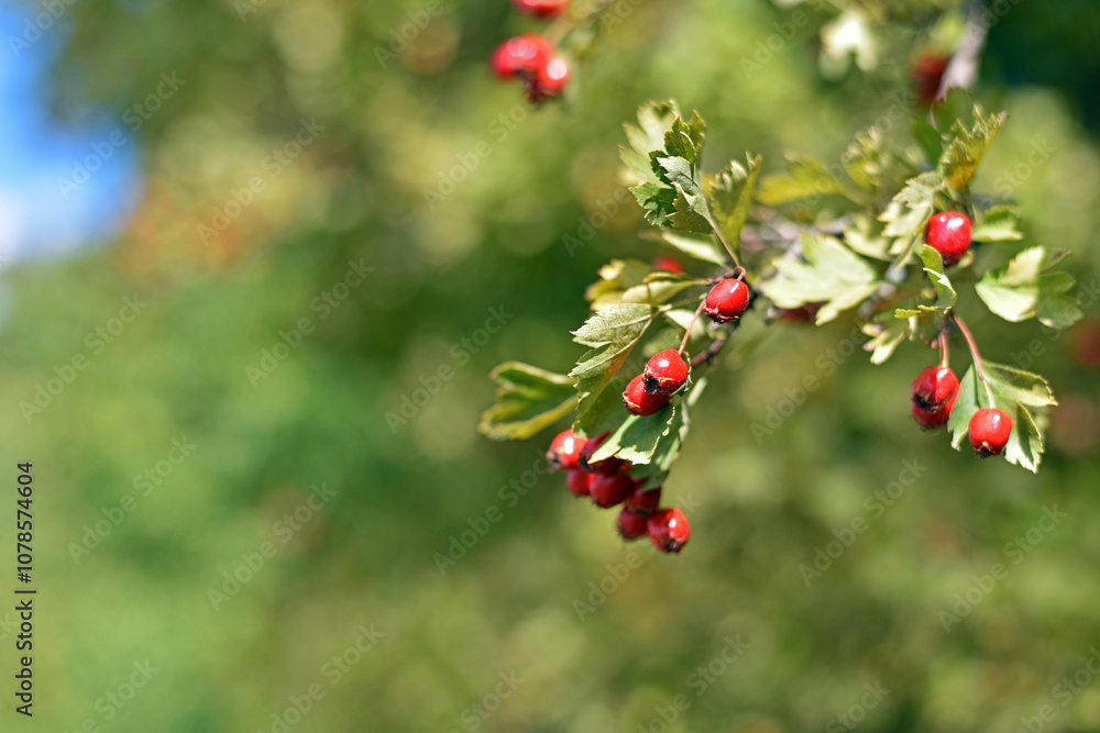 Crataegus. autumn forest red berries on a branch. Close-up of ripe winter fruits of red hawthorn with natural background. bokeh, place for text. hawthorn bush, berries in medicine, cosmetology Crataegus. autumn forest red berries on a branch. Close-up of ripe winter fruits of red hawthorn with natural background. bokeh, place for text. hawthorn bush, berries in medicine, cosmetology