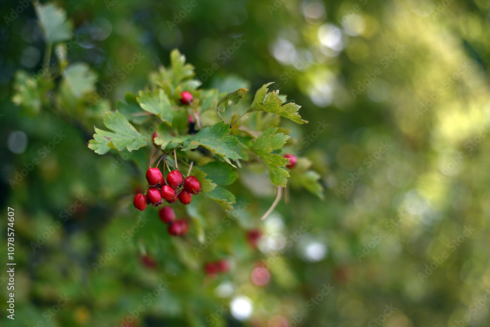 Fototapeta premium Crataegus. autumn forest red berries of wild rose on a branch. Close up of ripe winter fruits of red hawthorn with natural green background. bokeh, close-up, place for text