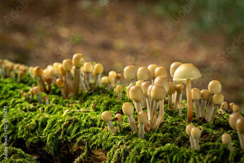Group of fungi on mossy log 