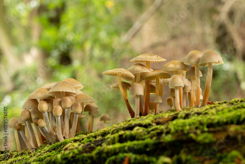 Closer view of fungi group