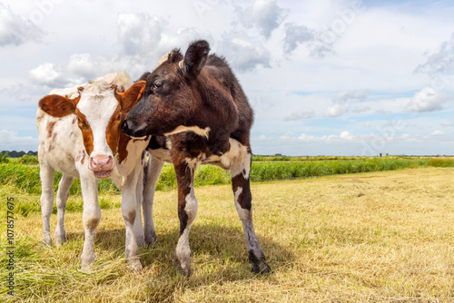 Cows love, calves play cuddling in a field, rubbing heads, lovingly and playful