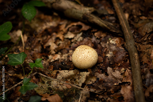 Puffball fungus on the forest floor 