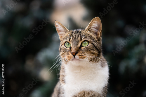 Striped cat with big bright green eyes, closeup portrait, animal eyes, adorable domestic pet, carefully eyes spotting the prey, free space for text