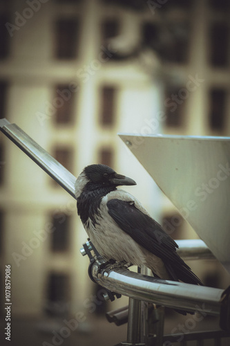 big crow close-up portrait 