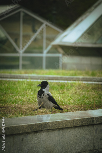 crow on the grass