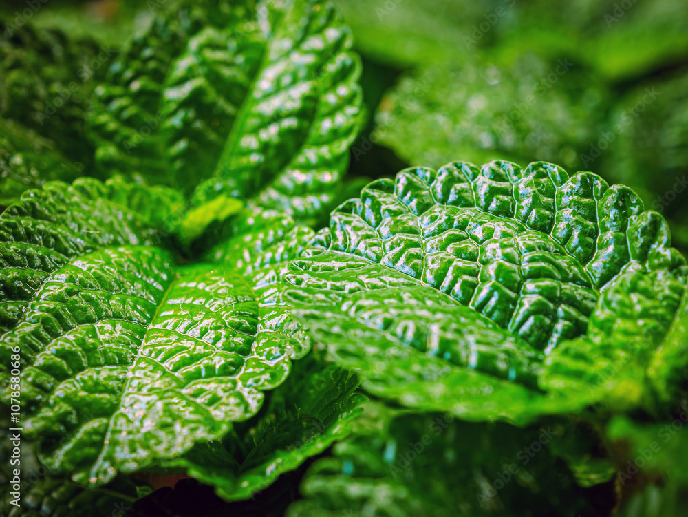 Peppermint leaf lush  close up, pattern of green mint leaves, top view. Freshness organic background.