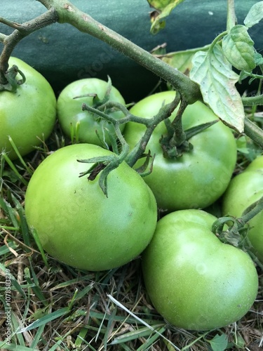 green tomatoes on the vine in the lush green grass, fresh and organic garden produce in a natural outdoor setting