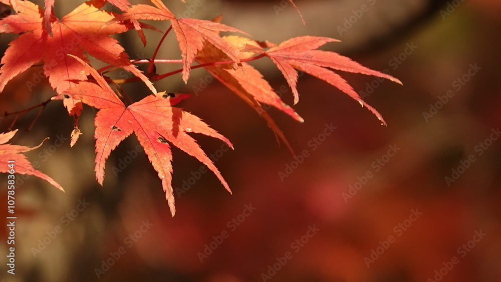 紅葉と日本の秋空