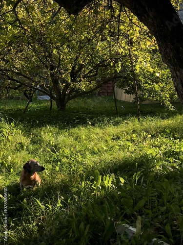 dachshund under a tree on green grass in the sunlight, cute dog enjoying the sunny outdoors, adorable pet in natural setting