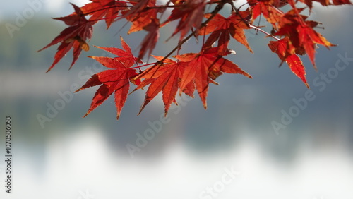 紅葉と日本の秋空