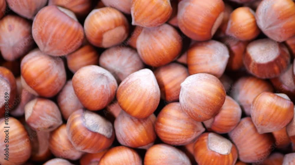 Hazelnut close-up. Hazel. Hazelnut Hazelnut close-up. Hazel. Hazelnut
