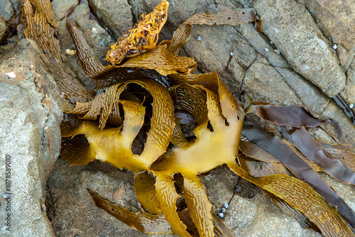 Golden kelp, leather kelp, or common kelp, Ecklonia radiata, washed onto coastal rocks. photo