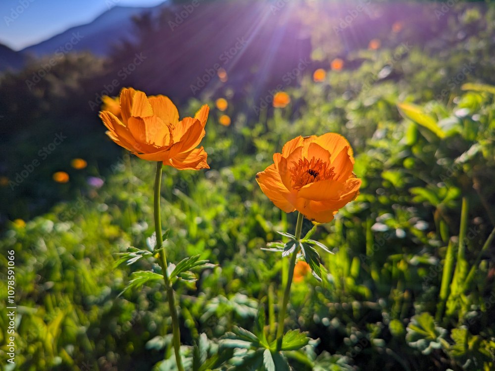 Obraz premium Photo of yellow trollius in the mountains. Orange flower in nature on a beautiful background. The rays of the sun illuminate the landscape. A bright photograph of a summer landscape while traveling.