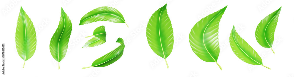 Obraz premium 3d green leaf plant, mint or tea leaves top view. Fresh summer foliage of basil, lime or peppermint, organic design element isolated on transparent background png render icon set. 3D illustration