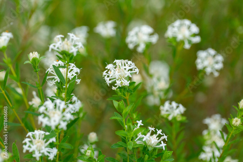 White queen of the bush flowers growing in native bushland