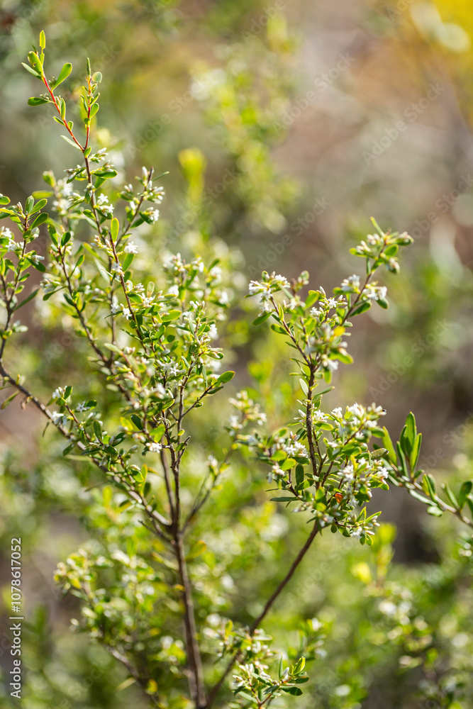 tiny flowers in late winter on bushland shrub in Australia tiny flowers in late winter on bushland shrub in Australia