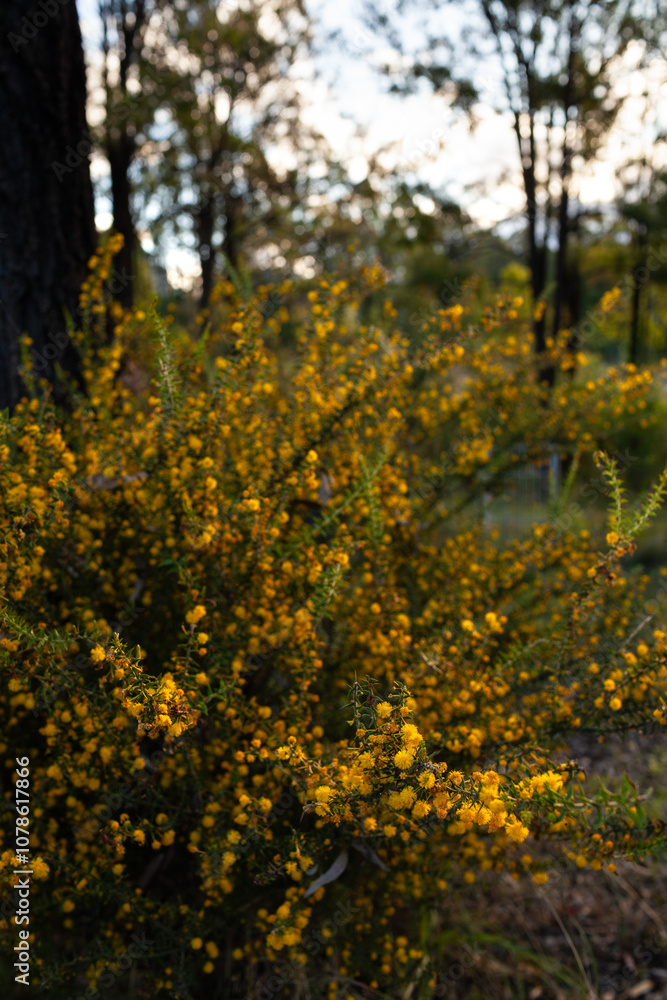 Australian bushland scene with golden wattle bushes flowering in late winter Australian bushland scene with golden wattle bushes flowering in late winter