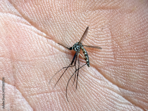 Close up of dead mosquito, Asian tiger mosquito (Aedes albopictus) photo