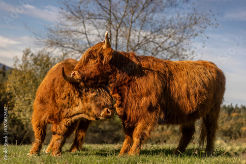 Cute portrait of two highland cattle cows in early autumn on a pasture outdoors