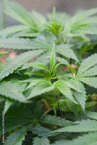 Group of  healthy cannabis plants 
