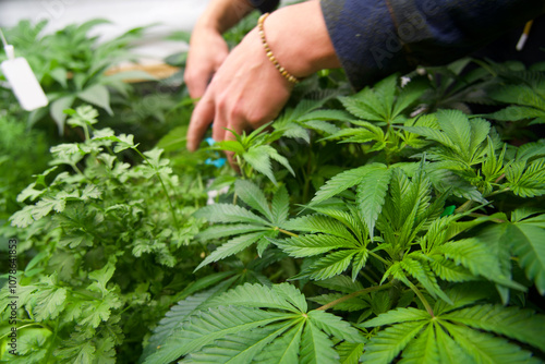 Man caring for cannabis plants