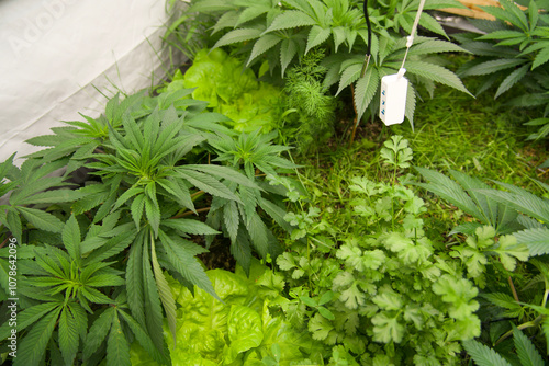 Hygrometer hanging in a living soil bed