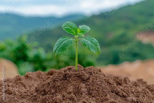 Growth of seedlings on soil metaphorically represents nature's recovery, plantation and sustainable energy. photo