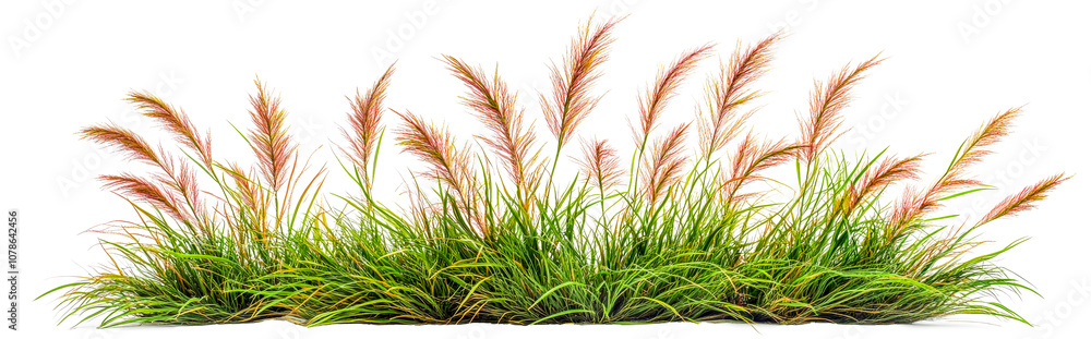 Knotroot Foxtail grass on isolated white background Knotroot Foxtail grass on isolated white background