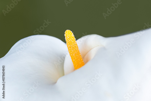Close-up of Zantedeschia aethiopica with Delicate White Petals