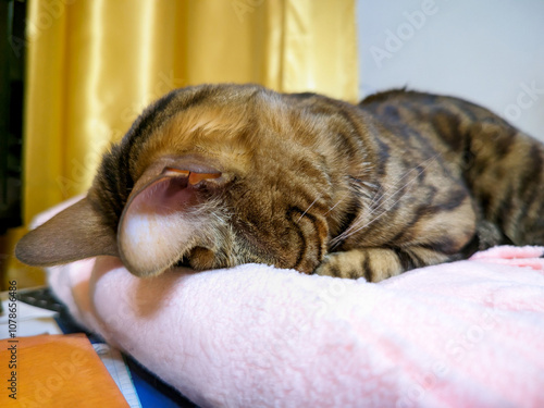 A Bengal cat sleeps face down on a pink bedding. Vivid photographs of pets.