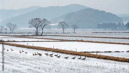 Winter Landscape with Greater White-fronted Geese Feeding in Rice Fields of Ganghwa Island, Korea - A Minimalist View of Nature's Serenity and Wildlife Activity photo