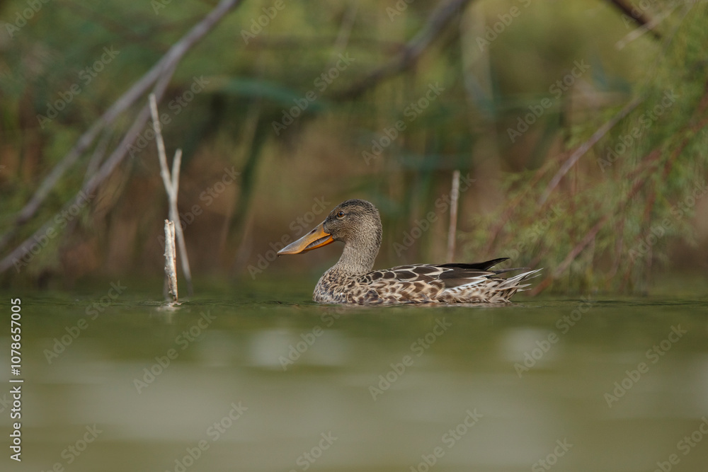 Northern Shoveler in Natural Habitat on Tranquil Water Northern Shoveler in Natural Habitat on Tranquil Water