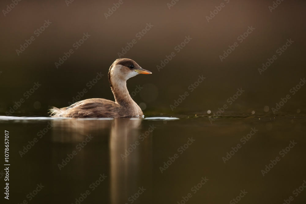 Young Little Grebe Floating Gracefully on Calm Water Young Little Grebe Floating Gracefully on Calm Water