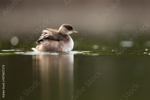 Young Little Grebe Swimming Gracefully in a Natural Habitat