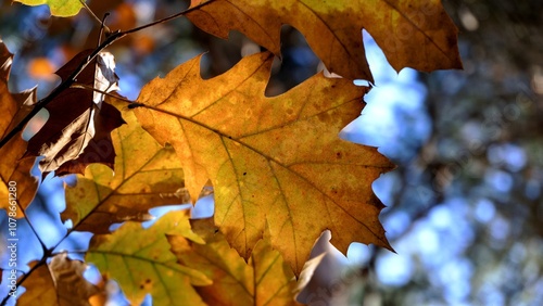 Autumn landscape in the woods