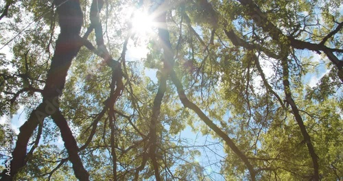 TREE FOREST SUN BACKLIGHTNING photo