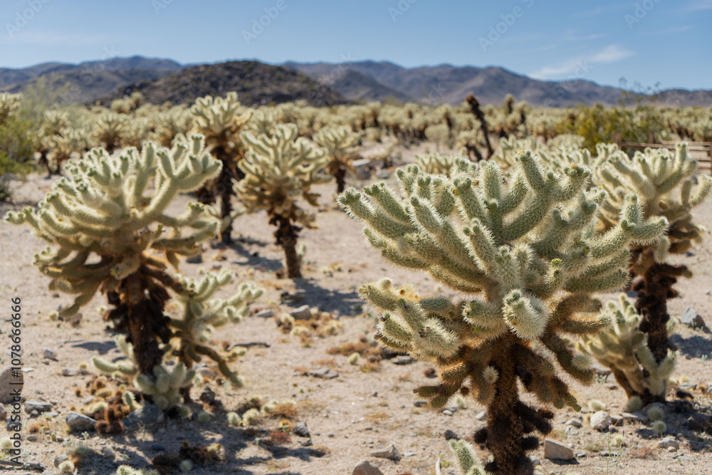 Cholla Cactus Garden at Joshua Tree National Park Cholla Cactus Garden at Joshua Tree National Park