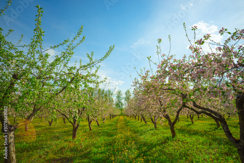 Apple orchard in spring, apple trees and dandelions in bloom