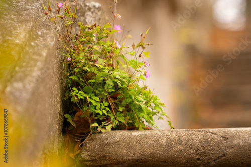 A bush of wild flowers has grown in an abandoned staircase