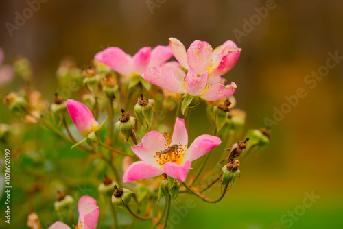 The last pink flowers of autumn