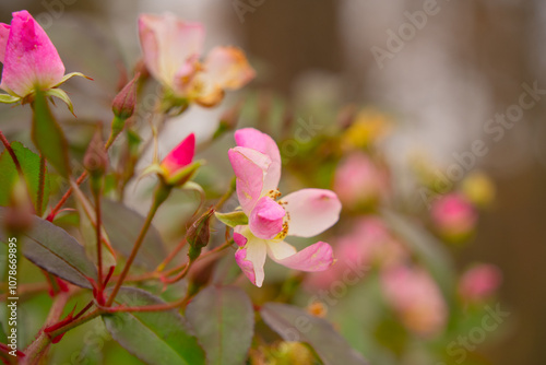 The last pink flowers of autumn