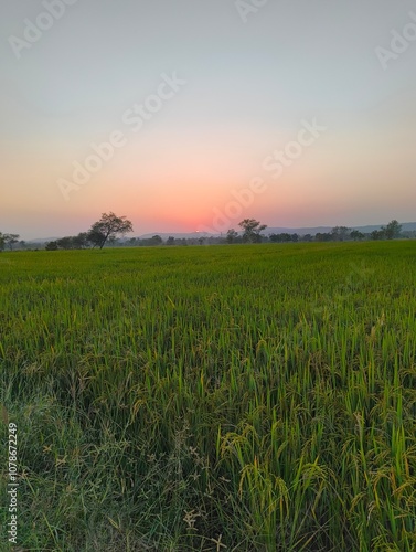 sunset over the field