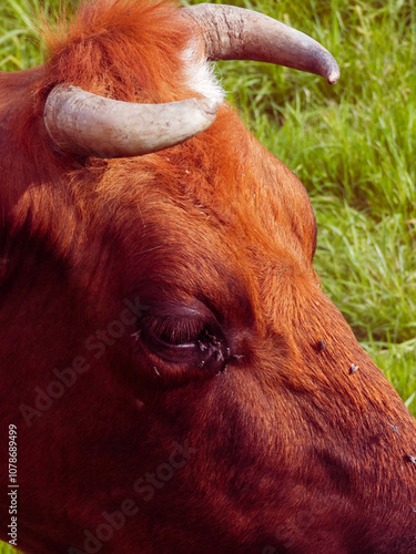 202405_Poland - Nowica, Gorlicie -  close up of a cute brown dairy cow grazing grass in the hills and meadows of Poland, countryside in the nature of Gorlicie photo