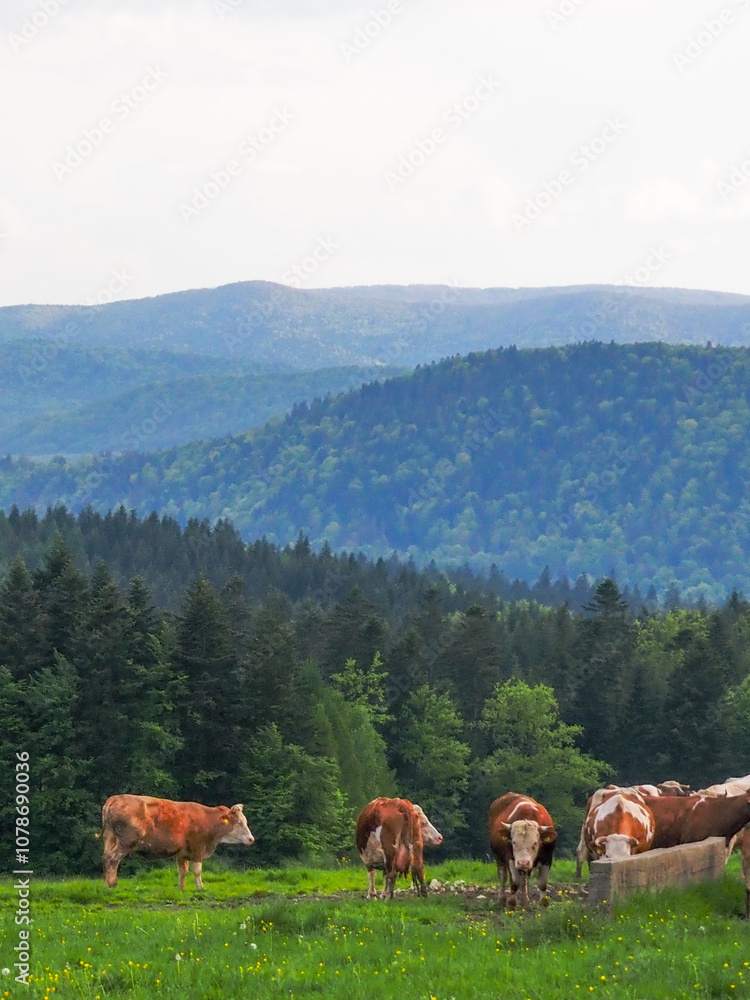 02405_Poland - Nowica, Gorlicie - cute brown cows grazing grass in bucolic countryside in Gorlicie, withar the Tatras Mountains in the background 02405_Poland - Nowica, Gorlicie - cute brown cows grazing grass in bucolic countryside in Gorlicie, withar the Tatras Mountains in the background